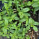 Winter Savory plant