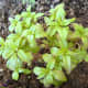 Summer Savory plant