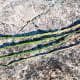 gathering-curing-and-braiding-sweetgrass