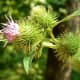 The burdock root has been shown to relieve eczema, as well as acne, psoriasis, and other skin conditions.