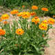 Calendula officialis, also known as calendula.