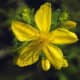 St. John's Wort (Hypericum perforatum) contains hypericin, which acts as a natural antiviral against herpes.