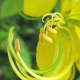 Amaltas flower close up