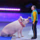 This little piggy ...