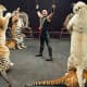 life-after-ringling-when-the-circus-closes-down
