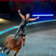 life-after-ringling-when-the-circus-closes-down