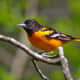 The male and female Baltimore orioles (Icterus galbula) breed in North America east of the Rockies. The male, shown here, is black, white, and a bright golden shade of orange.  