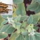 Ashwagandha Fruits and Inset Ashwagandha Roots