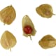 Ashwagandha Fruits and Seeds