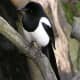 A Magpie or Pica. This bird eats almost anything.