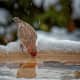 A bright, male house finch takes a drink of fresh water from our heated birdbath, then  flies away a happy camper. 