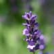 Lavender oil may be extracted from the buds or spikes.