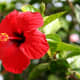 The Chinese hibiscus is used to treat dandruff and turn hair black.