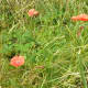 A group of poppies growing wild.