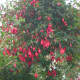 Fuchsia fruit and petals are edible.