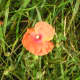 A single wild poppy that was the inspiration for many of my mum's paintings.