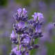 Lavender makes a great addition to cologne for its fragrance and therapeutic benefits.