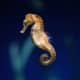 Seahorses have their bones on the outside of their bodies instead of inside like humans do.