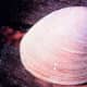 This is what a quahog from Narragansett Bay looks like. The ocean quahog can live up to 400 years.