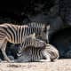 Zebras are actually black with white stripes!