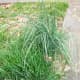 Find some onion grass to smell. It usually grows quickly so it will be long and swishy.