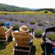 My mother in law was happy to come with us for a walk around the lavender farm