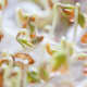 Sprouts are an easy, quick-growing plant.
