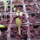 The zucchini seedling emerges from the soil.