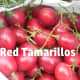 Tree-ripened tamarillo fruits ready to be eaten.