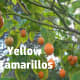 Yellow tamarillos are hard to find.