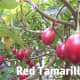 Tamarillos ripening on the tree.