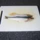 Herring cut kipper style