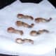 Frogs' legs are drained on kitchen paper