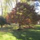 My Dogwood Tree