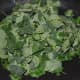 Step two: Add washed moringa leaves. Continue sauteing over low heat for 6-7 minutes or until the leaves become tender and soft.