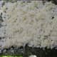 rice on seaweed sheet
