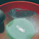 The crepe batter.