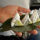 paan being served coated with silver foil