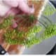4. Place fresh dill head on top of jalapeños.