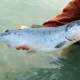 Sockeye (also known as red)