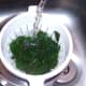 Spinach is cooled quickly under running cold water
