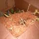 This box has turnips and rutabagas. It is normal for the plants to continue to grow a bit during warm weather, but they should not grow out of the boxes and use all the roots' energy. I used wood chips from a planer to cover them.