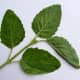 This is holy basil. Use this!