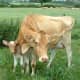 A Guernsey cow and her calf