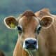 do-guernsey-or-jersey-cows-produce-the-better-milk