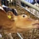 A Guernsey calf