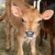 Jersey calf