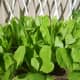 Lettuce @ My Small Garden
