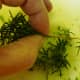 How to remove the rosemary leaves from the stem.  Just use your fingers and pull up towards the tip of the branch to remove the individual leaves.