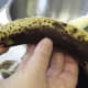 Peel the bananas.